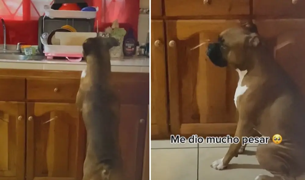 Miles de usuarios quedaron cautivados al ver estas imágenes. Foto: captura de TikTok Miles de usuarios quedaron cautivados al ver estas imágenes. Foto: captura de TikTok