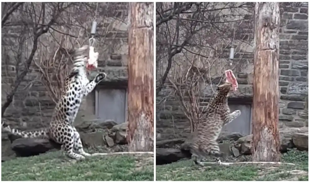 Instalan poste de alimentación para que leopardo hembra demuestre sus habilidades de caza. Foto: captura de TikTok. Instalan poste de alimentación para que leopardo hembra demuestre sus habilidades de caza. Foto: captura de TikTok.