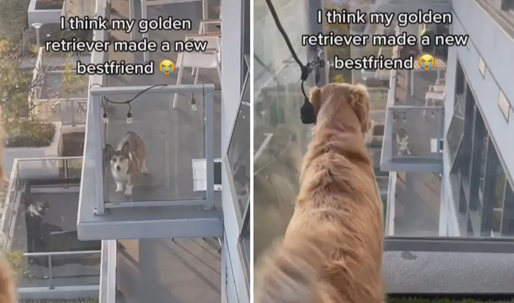 Miles de usuarios quedaron cautivados al ver esta tierna escena. Foto: captura de TikTok