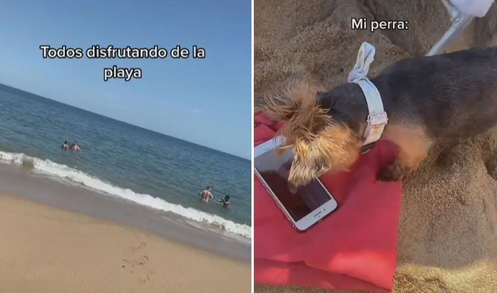 Estas divertidas imágenes ya cuentan con miles de likes y reproducciones. Foto: captura de TikTok