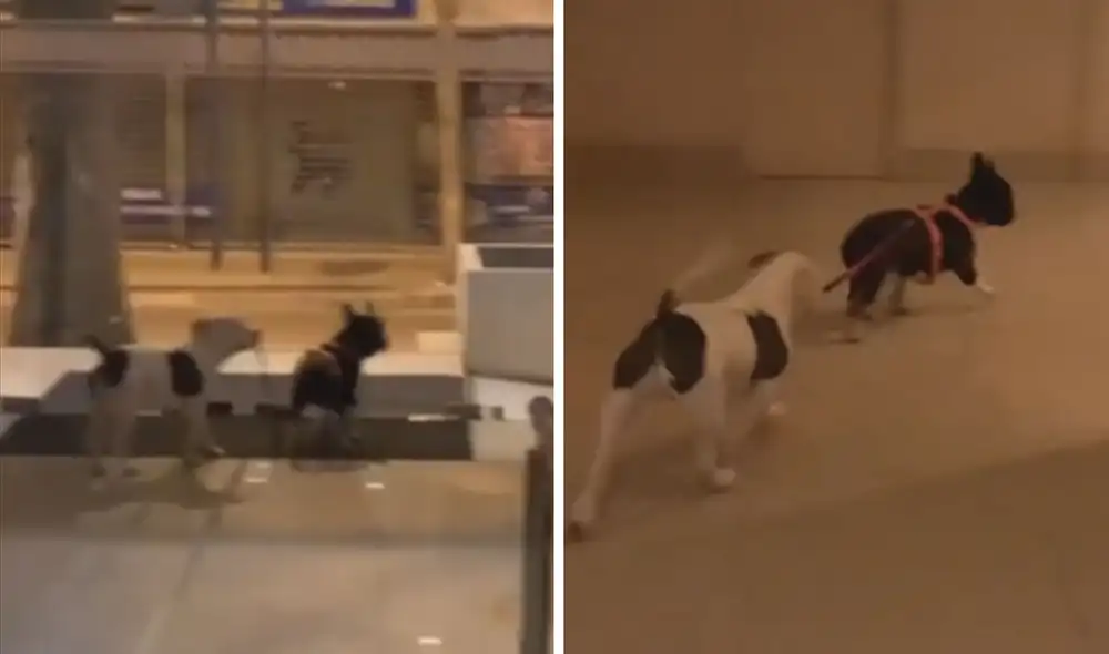 La curiosa relación entre estos perritos llamó la atención de miles en las redes sociales. Foto: captura de TikTok