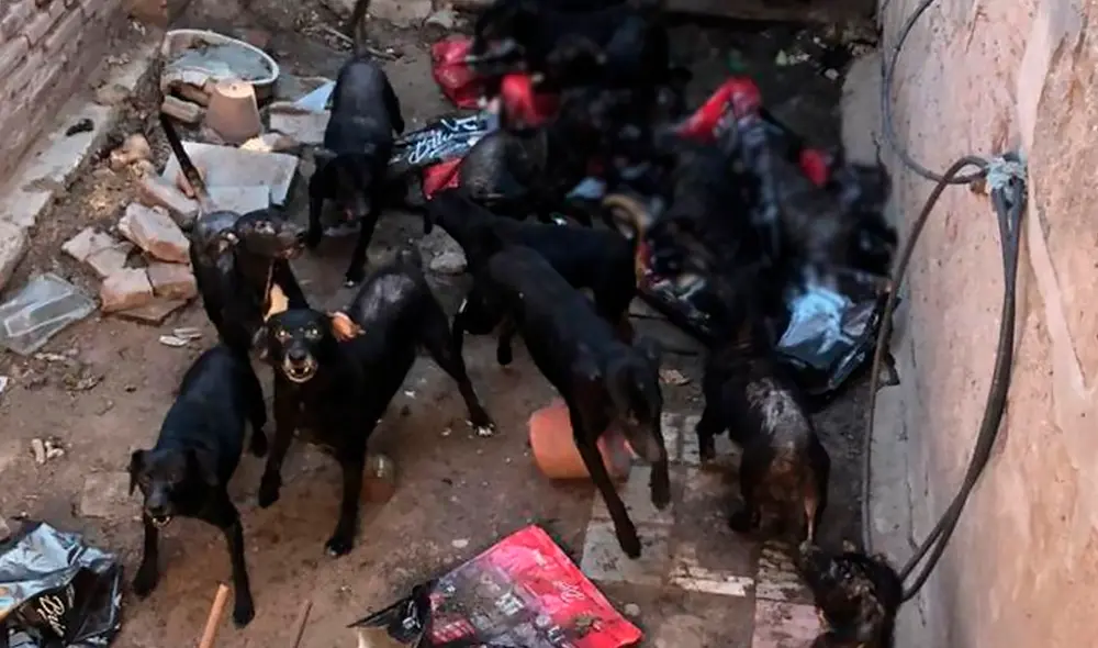 Los animales están descontrolados y la dueña ya no los puede dominar. Foto: ElDoceTV