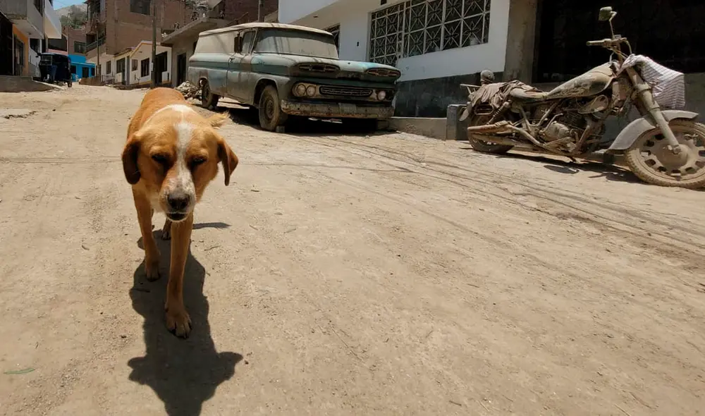 Solo tres perritos sobrevivieron al ataque de los delincuentes. Foto: Jessica Merino/URPI-LR