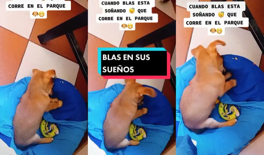 El dueño del can grabó la singular escena que se volvió rápidamente viral en las redes sociales. Foto: captura de TikTok El dueño del can grabó la singular escena que se volvió rápidamente viral en las redes sociales. Foto: captura de TikTok