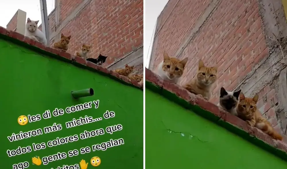 Los usuarios mostraron su interés por querer adoptar un gato de los tantos mininos que se hicieron presentes en el techo de una casa. Foto: captura de TikTok