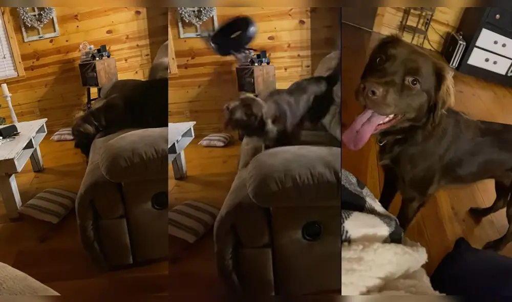 El juguete del perrito golpeó la cámara. Foto: captura de YouTube