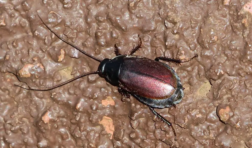 Diploptera punctata es una especie única de cucaracha vivípara que da luz a sus crías y las alimenta con una sustancia cristalina de sus intestinos. Foto: Flickr / Artur Chapman