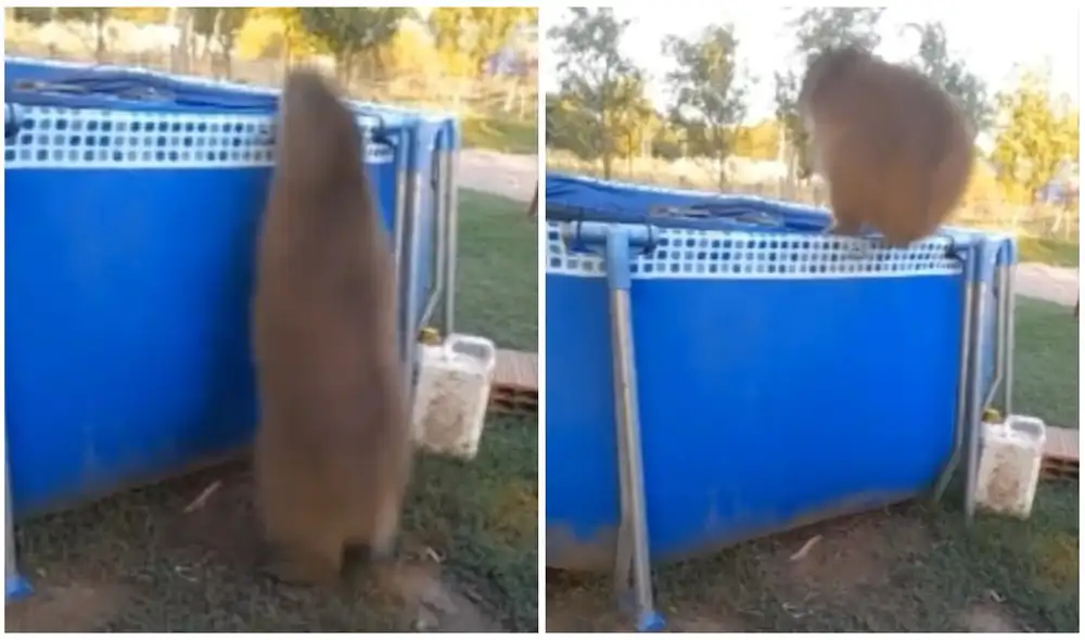 Con un gran golpe, el tierno roedor se elevó del suelo antes de sumergirse en el agua. Foto: captura de TikTok.