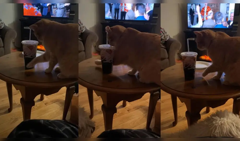 El gato no quitó la mirada al refresco. Foto: captura de YouTube