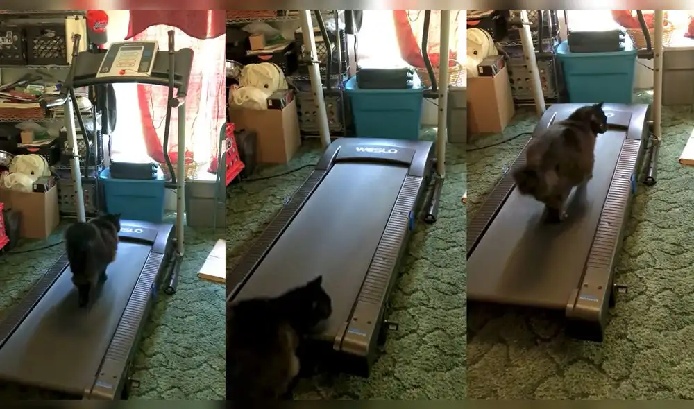 Usuarios pensaron que el gatito se iba a caer. Foto: captura de YouTube