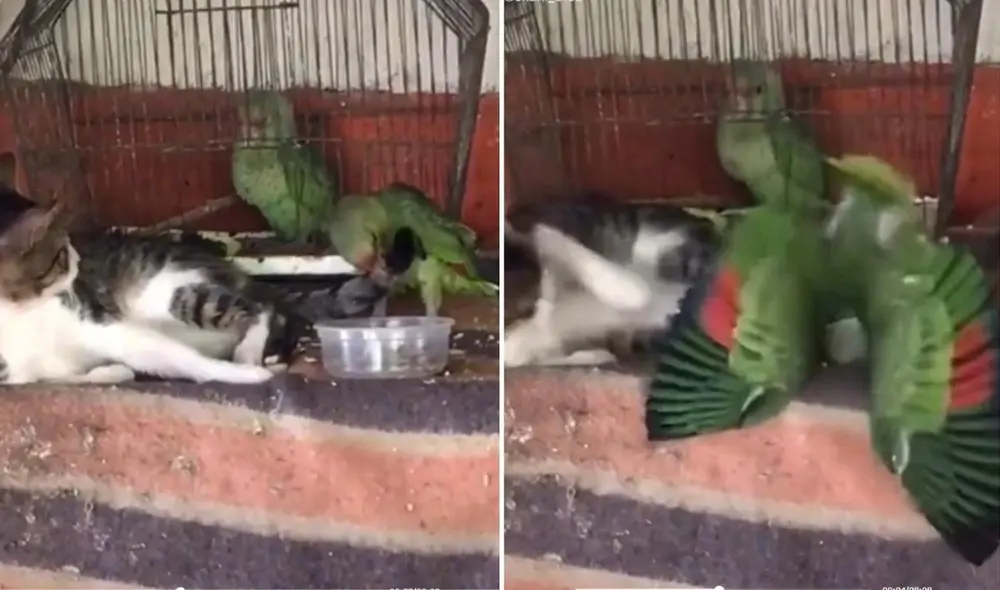 Los usuarios en las redes bromearon con la singular escena que obtuvo millones de visualizaciones en poco tiempo. Foto: captura de TikTok