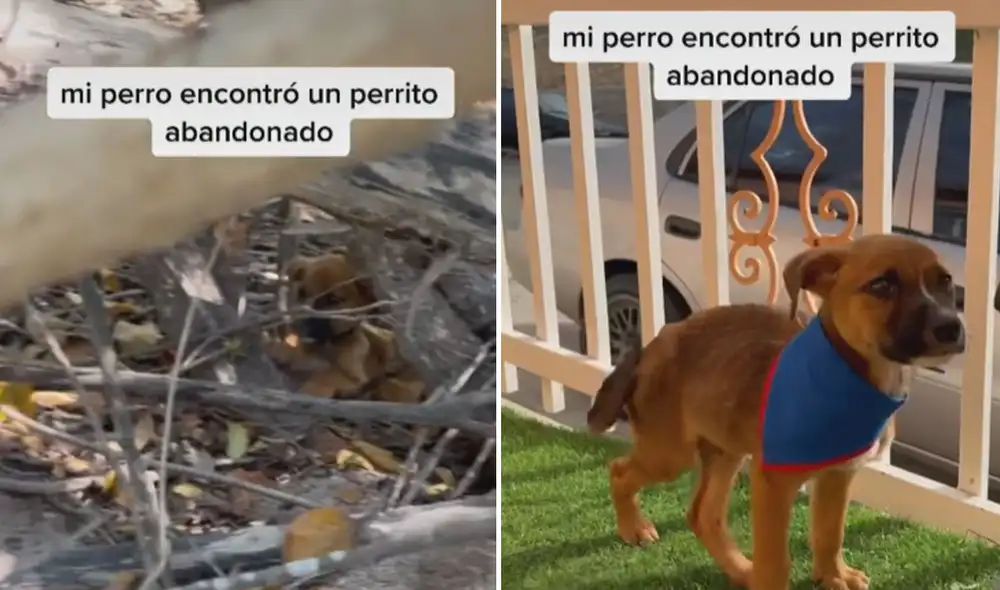 Miles de usuarios han quedado conmovidos al conocer esta tierna historia. Foto: captura de TikTok Miles de usuarios han quedado conmovidos al conocer esta tierna historia. Foto: captura de TikTok