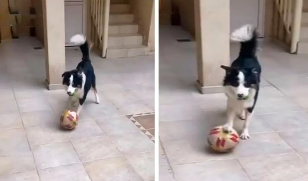Un joven sacó su pelota para divertirse con su mascota en el patio; sin embargo, no imaginó que este lo iba a sorprender con sus jugadas y pases. Foto: captura de Facebook Un joven sacó su pelota para divertirse con su mascota en el patio; sin embargo, no imaginó que este lo iba a sorprender con sus jugadas y pases. Foto: captura de Facebook