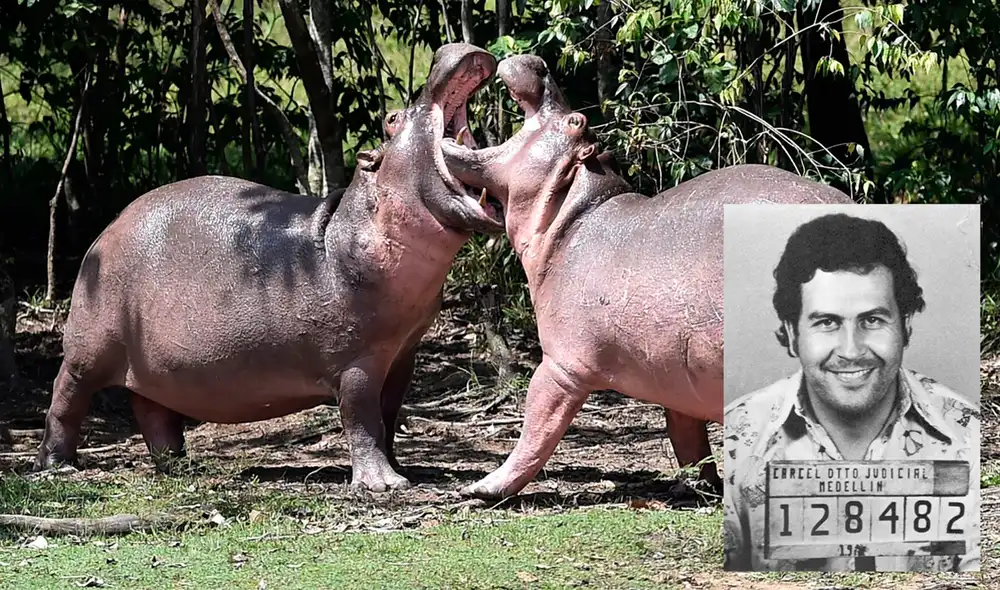 A la fecha, han logrado esterilizar quirúrgicamente a 11 individuos y a otros 40 con un medicamento llamado GonaCon. Foto: AFP