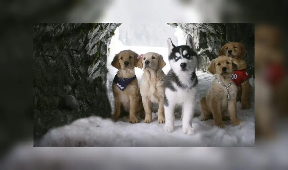 American Humane Associaton es la organización encargada de velar por los seres vivos durante el rodaje de una película o serie de TV. Foto: Disney