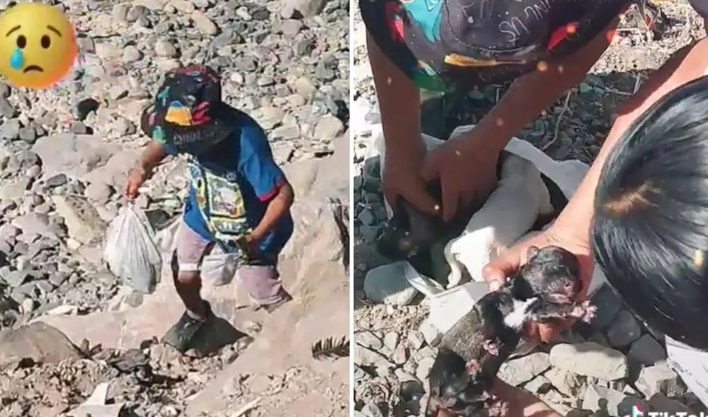 Los usuarios en las redes se mostraron interesados en adoptar a uno de los cachorros abandonados y buscaron la forma de contactarse con la familia. Foto: captura de TikTok Los usuarios en las redes se mostraron interesados en adoptar a uno de los cachorros abandonados y buscaron la forma de contactarse con la familia. Foto: captura de TikTok