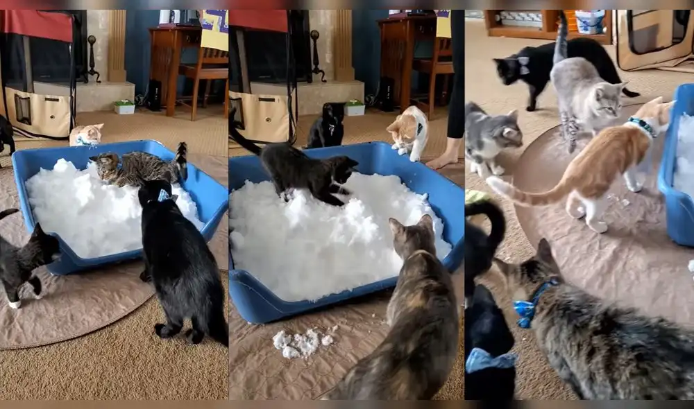 La dueña de los felinos jugó con ellos. Foto: captura de YouTube