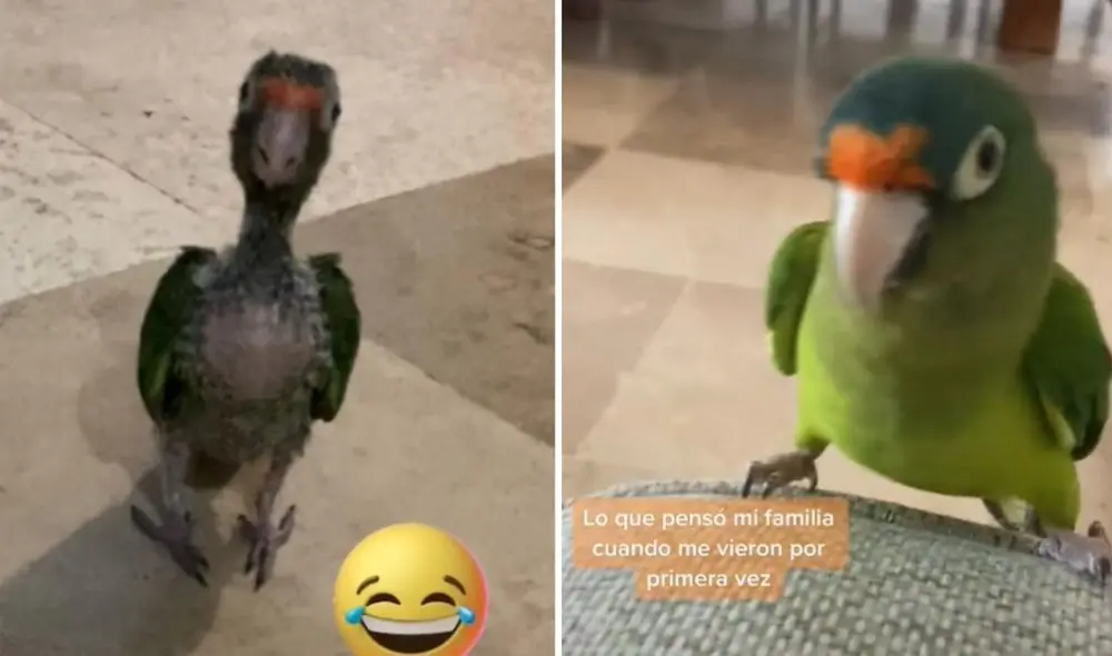 El viral clip logró obtener más de 713.000 reproducciones y 52.000 'me gusta' en poco tiempo. Foto: captura de TikTok El viral clip logró obtener más de 713.000 reproducciones y 52.000 'me gusta' en poco tiempo. Foto: captura de TikTok