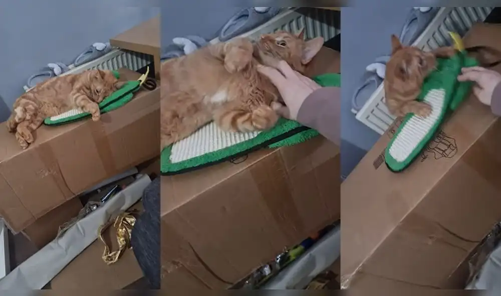 El gatito se mostró bastante relajado. Foto: captura de YouTube