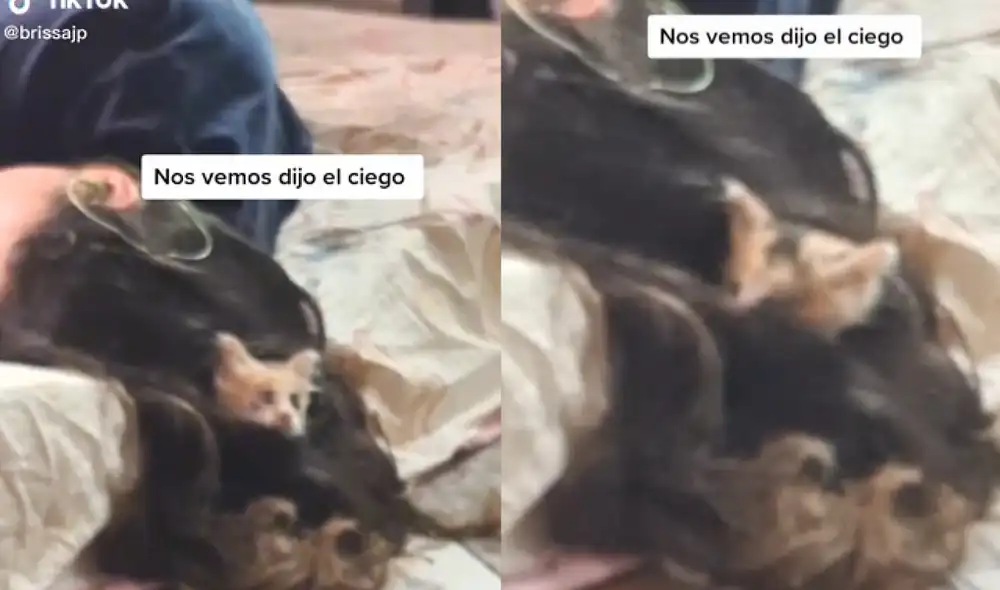 La minina se encontraba cómoda durmiendo en el cabello de su dueña. Foto: captura de TikTok
