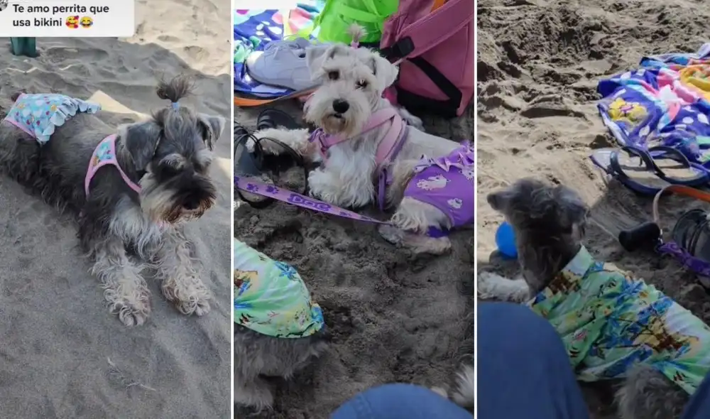 El viral clip logró obtener miles de reacciones en poco tiempo y los usuarios se mostraron interesados por adquirir trajes de baño para sus mascotas. Foto: captura de TikTok
