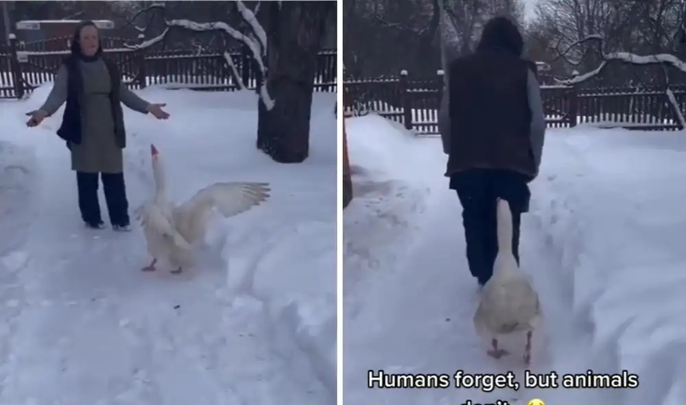 La escena se viralizó de inmediato en redes y obtuvo 2.1 millones de reproducciones en poco tiempo. Foto: captura de TikTok