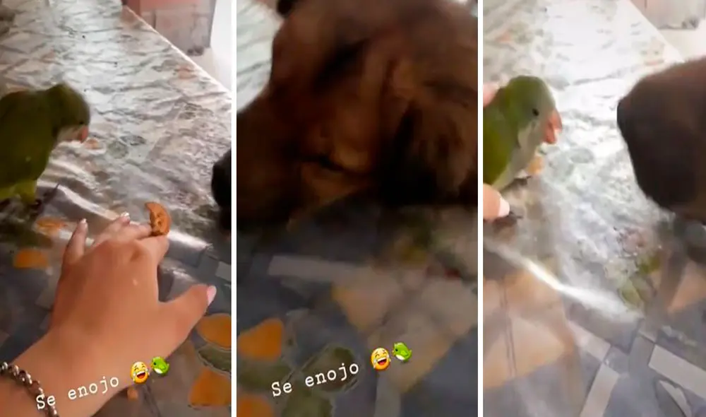 Una inquieta ave esperó a recibir un trozo de galleta por un largo tiempo; sin embargo, no imaginó que iba a terminar con el estómago vacío. Foto: captura de Facebook