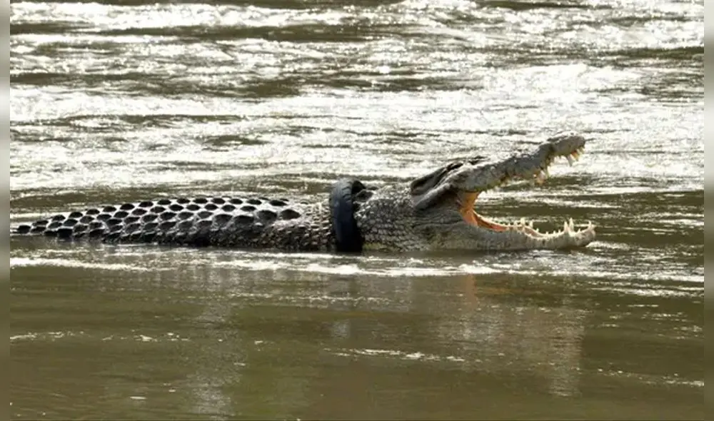 Se ve un cocodrilo con una llanta de motocicleta alrededor del cuello en un río en Palu, Sulawesi central, en diciembre de 2020. Foto: AFP Se ve un cocodrilo con una llanta de motocicleta alrededor del cuello en un río en Palu, Sulawesi central, en diciembre de 2020. Foto: AFP