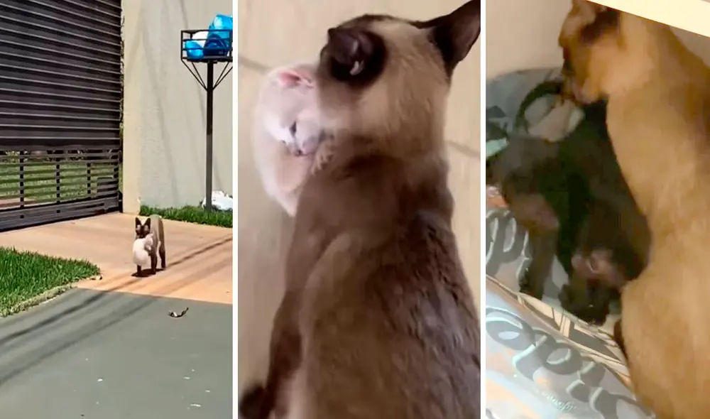 Un joven siempre acariciaba a la mascota que le pertenecía a su vecino, por lo que formaron una linda amistad. Foto: captura de YouTube