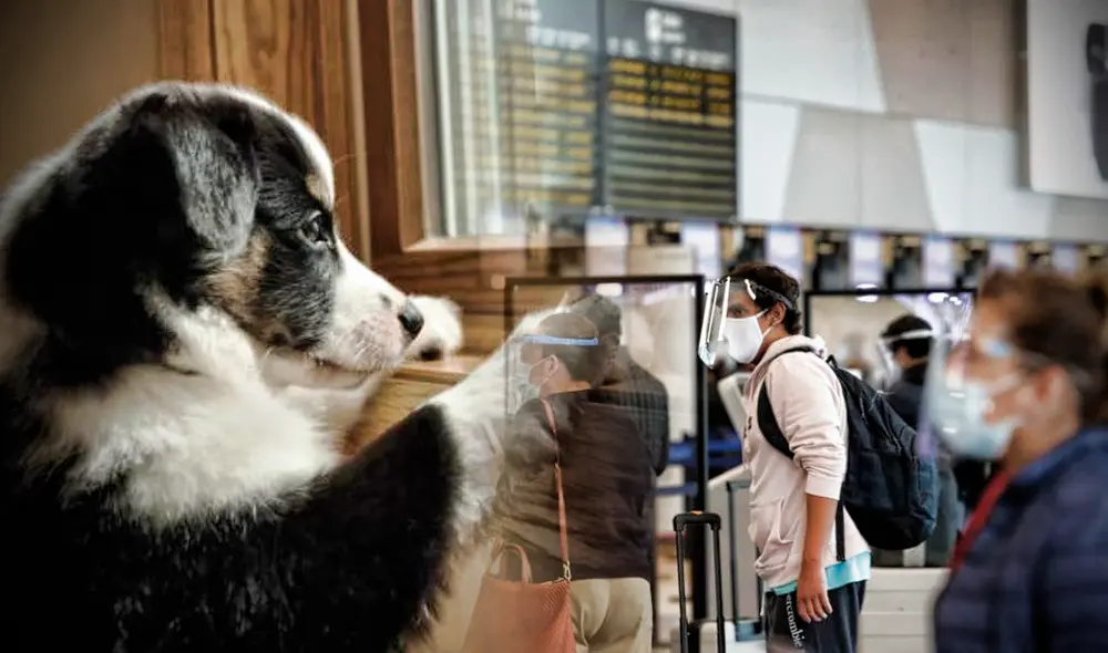 Durante el 2021, el Senasa emitió 4401 certificados sanitarios de exportación: 3.540 perros y 861 gatos. Foto: composición LR / Gerson Cardoso
