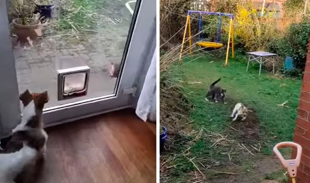 Un can actuó a la defensiva tras descubrir que un felino se metió a su patio sin permiso; sin embargo, terminó huyendo del lugar. Foto: captura de Facebook