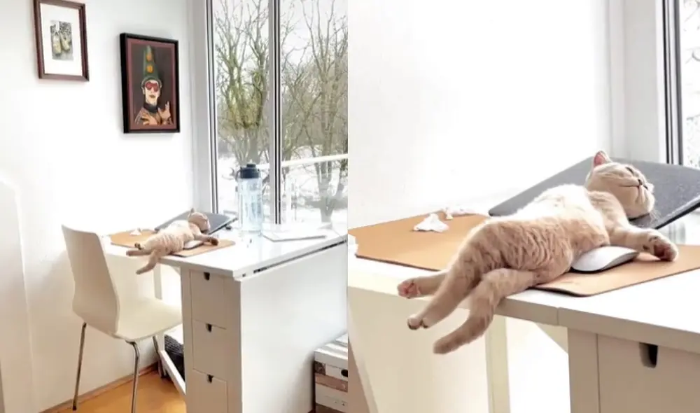 El minino asombró a varios cibernautas con singular pose para dormir. Foto: captura de TikTok