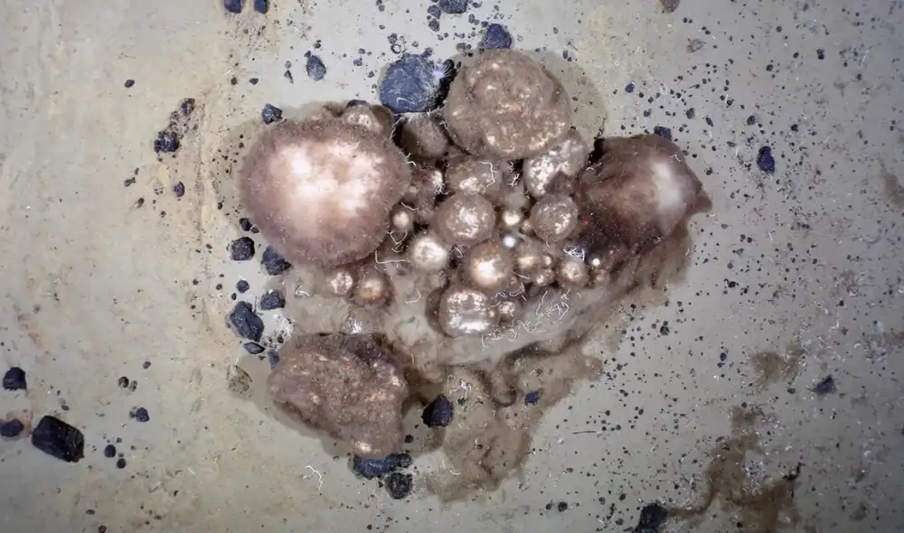 Estos jardines de esponjas yacen en el pico de un antiguo e inactivo volcán submarino en el Ártico llamado Langseth Ridge. Foto: Alfred Wegener Institut / PS101 AWI OFOS system / Antje Boetius