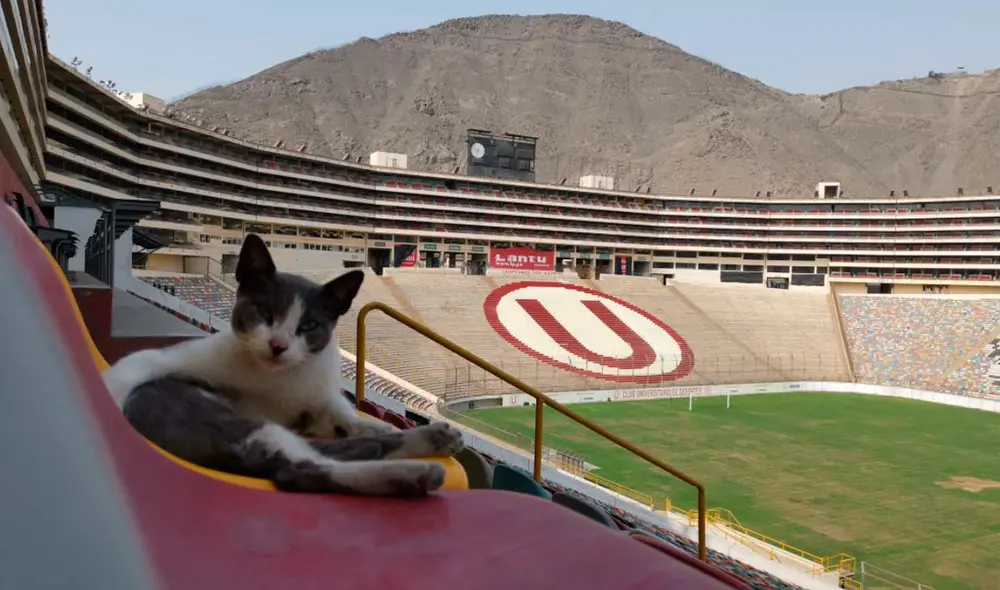 El animal ha sido bautizado como el gato del Monumental. Foto: Twitter @Bombodelabarra El animal ha sido bautizado como el gato del Monumental. Foto: Twitter @Bombodelabarra