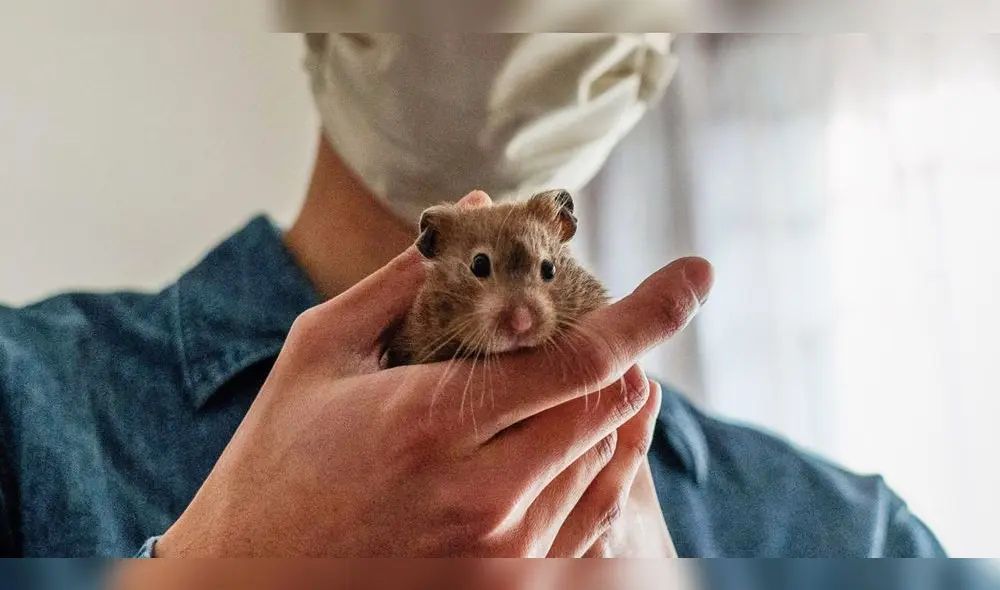 Los investigadores detectaron ARN viral del SARS-CoV-2 en 15 hámsteres sirios.. Foto: AFP