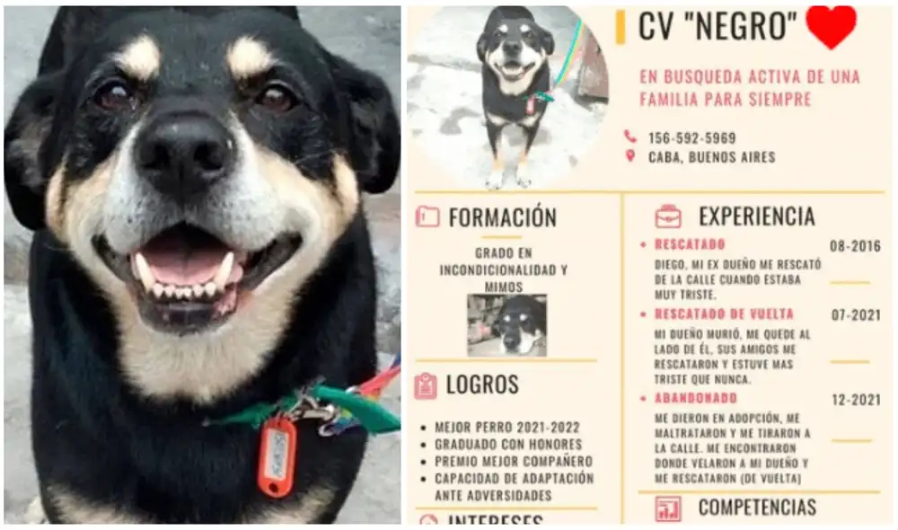 Hoy en día se espera que Negro pueda encontrar un hogar. Foto: captura de Facebook.