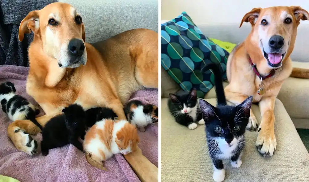 Una pareja acogió a unos gatitos que fueron abandonados en la calle; sin embargo, se sorprendieron al recibir la ayuda de su querida mascota. Foto: Raylan/ Facebook