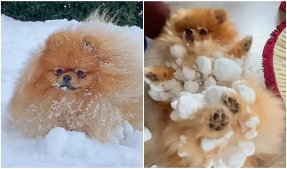 Tierno perrito termina cubierto de bolas de nieve durante su primer paseo. Foto: captura de TikTok. Tierno perrito termina cubierto de bolas de nieve durante su primer paseo. Foto: captura de TikTok.