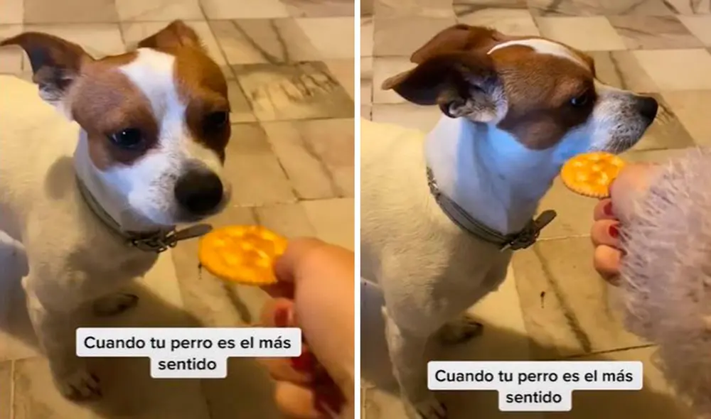 Un perro estaba ansioso por recibir un premio; sin embargo, su dueña lo engañó al fingir que le daba una galleta en su hocico.  Foto: captura de TikTok