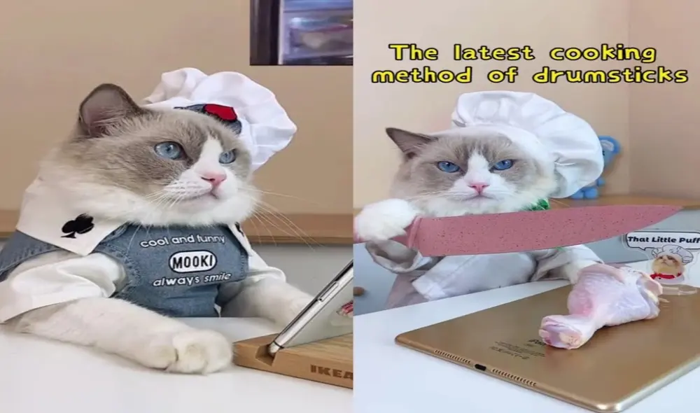 That Little Puff, el famoso gato ‘chef’ que intenta trucos virales de cocina. Foto: captura de TikTok. That Little Puff, el famoso gato ‘chef’ que intenta trucos virales de cocina. Foto: captura de TikTok.