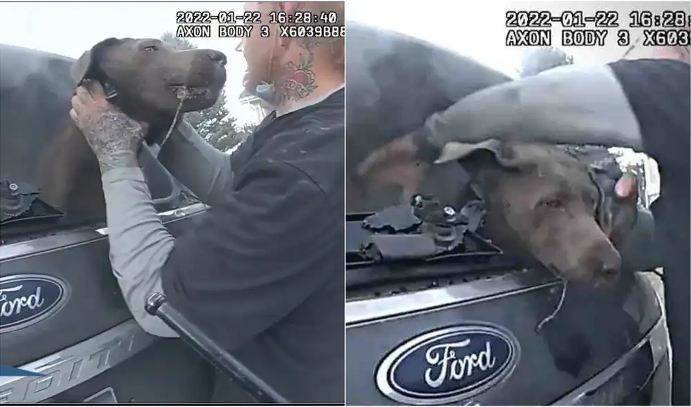 El video ha acumulado más de 4,6 millones de reproducciones y los números aumentaban rápidamente. Foto: captura de Facebook