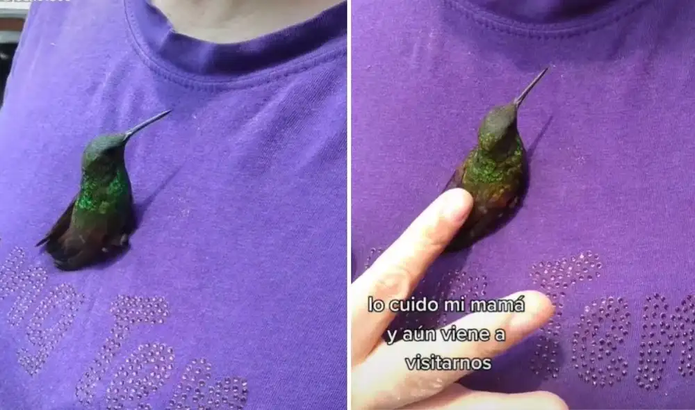 El clip logró obtener miles de reproduccioens y cautivó a los usuarios de la red, quienes comentaron el emotivo reencuentro del colibrí y su cuidadora. Foto: captura de TikTok