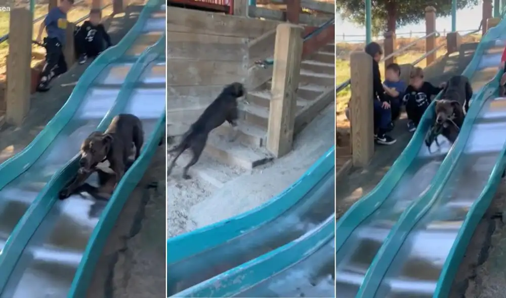 Los usuarios quedaron sorprendidos con la escena protagonizada por el pitbull y dejaron diversas reacciones en los comentarios del clip. Foto: captura de TikTok