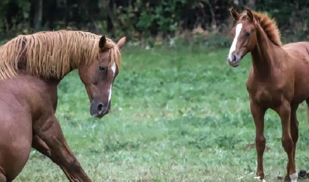 La presencia de caballos en los sueños suele tener un significado positivo.