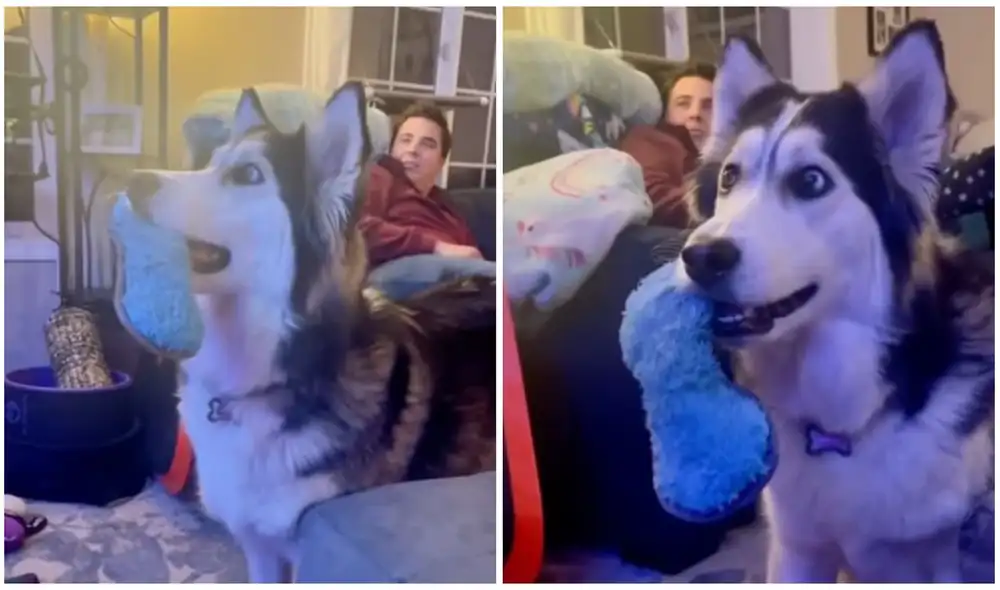 Perrita encuentra la casa de sus sueños en un comercial de televisión y queda hipnotizada. Foto: captura de TikTok.