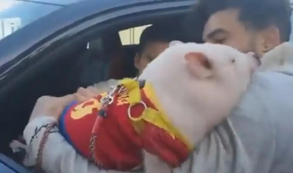 FC Barcelona: Riqui Puig firmó autógrafo en un cerdo. Foto: Captura Twitter