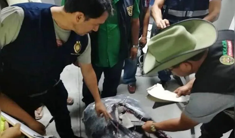 Fiscalía señala que estas aletas de tiburón tenían como destino los países de Asia. Foto: Ministerio Público