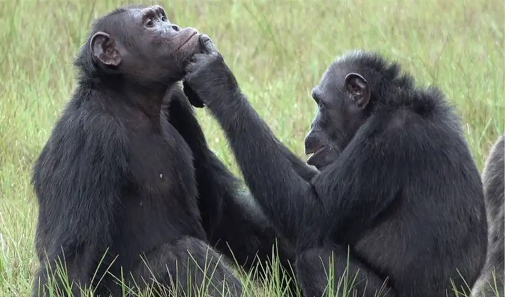 Científicos graban a chimpancés usando insectos para curar sus heridas. Foto: captura de YouTube. Científicos graban a chimpancés usando insectos para curar sus heridas. Foto: captura de YouTube.