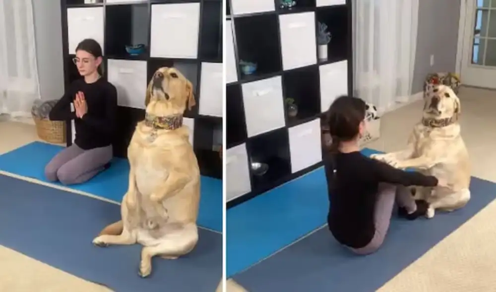 Magnus, el talentoso perrito que practica yoga con su dueña y se roba el corazón de miles. Foto: captura de TikTok.