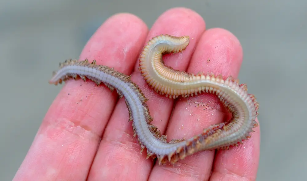 Revisa todas las interpretaciones sobre soñar con gusanos blancos y descubre si es señal de buena suerte.